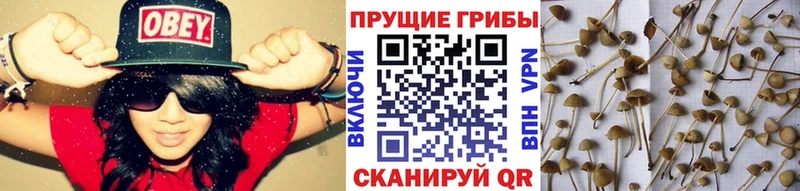 MEGA ссылки Петров Вал Галлюциногенные грибы GOLDEN TEACHER
